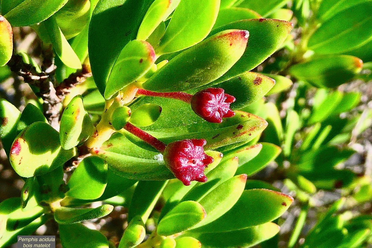 Pemphis acidula.bois matelot.( fruits ) lythraceae.indigène Réunion..jpeg