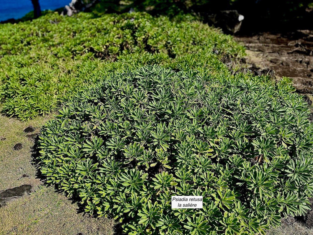 Psiadia retusa. la salière. la saliette. (au premier plan) .asteraceae. endémique Réunion..jpeg