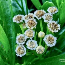 Psiadia retusa. la salière. la saliette. asteraceae. endémique Réunion. (1).jpeg
