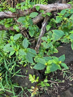 13. ??? Synedrella nodiflora - &Oslash; - Asteraceae - Exotique.jpeg