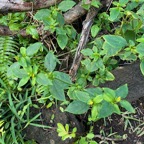 13. ??? Synedrella nodiflora - &Oslash; - Asteraceae - Exotique.jpeg