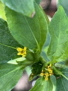 5. ??? Synedrella nodiflora - &Oslash; - Asteraceae - Exotique.jpeg