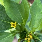 5. ??? Synedrella nodiflora - &Oslash; - Asteraceae - Exotique.jpeg