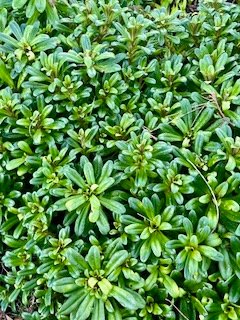 5. Lysimachia mauritiana Lysimaque Primu laceae Indigène La Réunion.jpeg