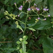Cyanthillium cinereum.herbe le rhum.herbe goni.asteraceae.espèce envahissante..jpeg