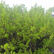 Pemphis acidula Bois matelot Lythra ceae Indigène La Réunion 2049.jpeg