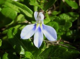 Lobelia serpens