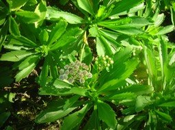 20 Saliette, Psiadia retusa  