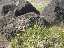 24 Chiendent pat poul, Dactylotenium aegyptium 