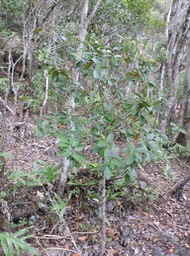 10 Bois de rongue, Erythroxylon laurifilium 