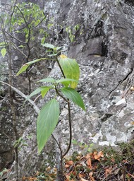 11 Bois de tension, Pouzolzia laevigata 