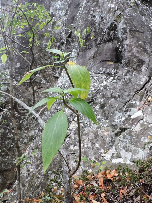 11 Bois de tension, Pouzolzia laevigata 