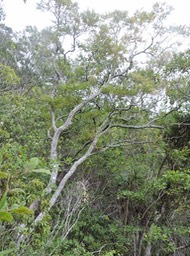 13 Bois d'huile, Erythroxylum hypericifolium 