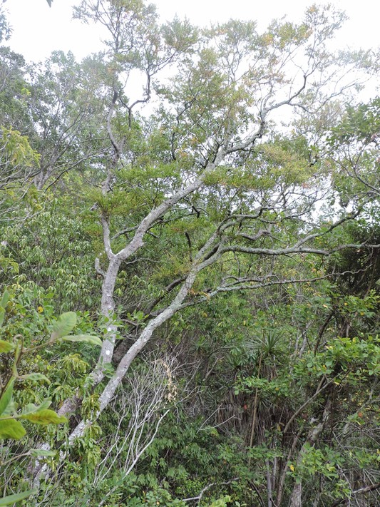 13 Bois d'huile, Erythroxylum hypericifolium 
