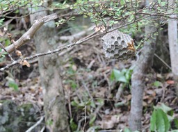 14 Nid de guêpes 