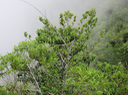 14. Pyrostria commersonii - Bois mussard - Rubiaceae - Endémique La Réunion et île Maurice   (branches en V)