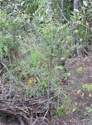 15 Liane d'olive sur bois d'olive gros peau 
