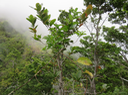 16. Sur Corce blanc, Danais fragrans - Liane jaune ou Lingue noir  - RUBIACEE