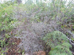17 Bois de sable, Indigofera ammoxylum 