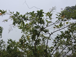18 Faux poivrier ou Encens, Schinus terebenthifolia 