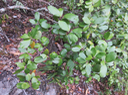 23. Erythroxylum sideroxyloides Lam. - Bois de ronde - Erythroxylaceae - Mascar. (B, M)