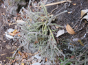 24. Rhipsalis baccifera (J.S. Muell.) Stearn - La perle - Cactaceae - Indigène La Réunion