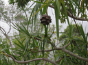 28. Fruit Pandanus sylvestris - Petit Pimpin - Pandanacée - B