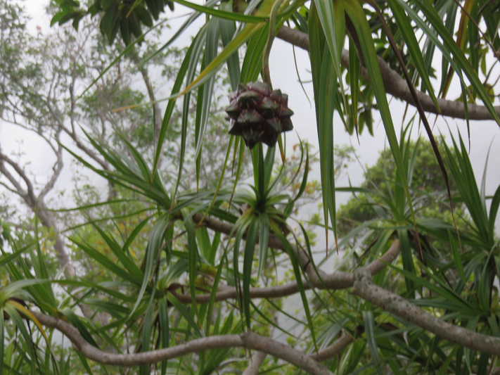 28. Fruit Pandanus sylvestris - Petit Pimpin - Pandanacée - B