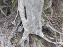 34. Tronc de Scolopia heterophylla (Lam.) Sleumer - Bois de tisane rouge - Salicaceae - Endémique des Mascareignes
