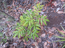 44. Cossinia pinnata - Bois de Judas - SAPINDACEE  Endémique M