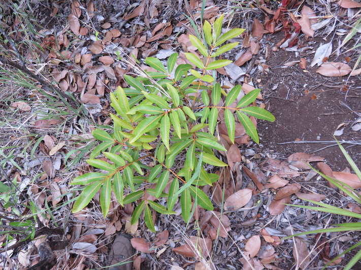 44. Cossinia pinnata - Bois de Judas - SAPINDACEE  Endémique M