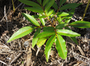 5. Juvénile Cossinia pinnata  - Bois de Judas - SAPINDACEE  Endémique M