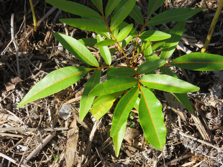 5. Juvénile Cossinia pinnata  - Bois de Judas - SAPINDACEE  Endémique M