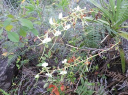 5 Petite comète, Angraecum eburneum 