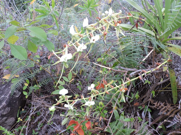 5 Petite comète, Angraecum eburneum 