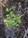 6. Juvénile Aphloia theiformis - Change-écorce - APHLOIACEE