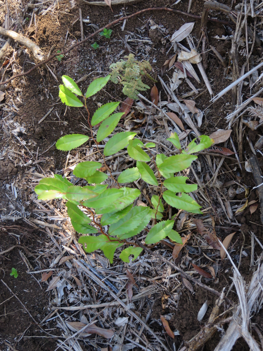6. Juvénile Aphloia theiformis - Change-écorce - APHLOIACEE
