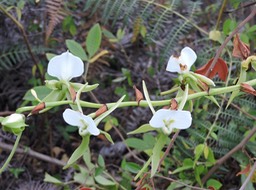 6 Petite comète, Angraecum eburneum 