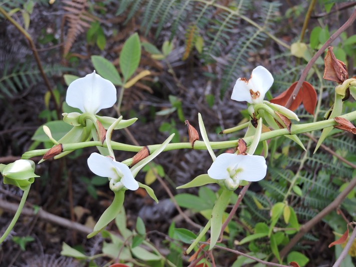 6 Petite comète, Angraecum eburneum 