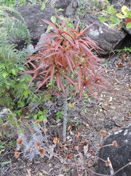 7 Benjoin, Terminalia benzoê 