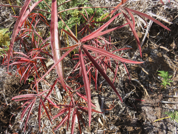 7. Juvénile Foetidia mauritiana Lam. - Bois puant - Lecythidaceae - Endémique Réunion et Maurice