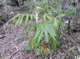 9 Bois de Judas, Cossinia pinnata