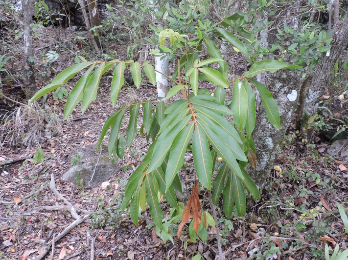 9 Bois de Judas, Cossinia pinnata