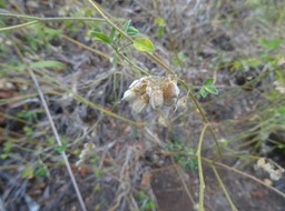 Crotalaria uncinella - Ambrevatte marronne - FABACEAE - Mascareignes - DSC01301