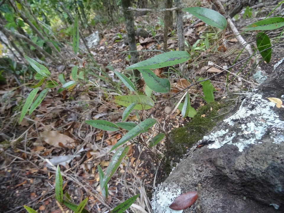 Smilax anceps - Liane croc de chien - SMILACACEAE - Indigène Réunion - DSC01298
