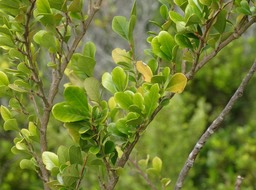 Turrea thouarsiana - Bois de quivi - MELIACEAE - Endémique Réunion, Maurice - DSC01014