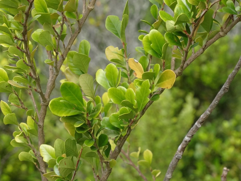 Turrea thouarsiana - Bois de quivi - MELIACEAE - Endémique Réunion, Maurice - DSC01014