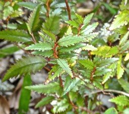 Aphloia theiformis . change écorce .feuillage d'un jeune plant .aphloiaceae . indigène Réunion  P1600778