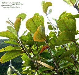 Erythroxylum sideroxyloides . bois de rongue .P1600589