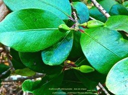 Erythroxylum sideroxyloides . bois de rongue . avec des fruits .P1600738